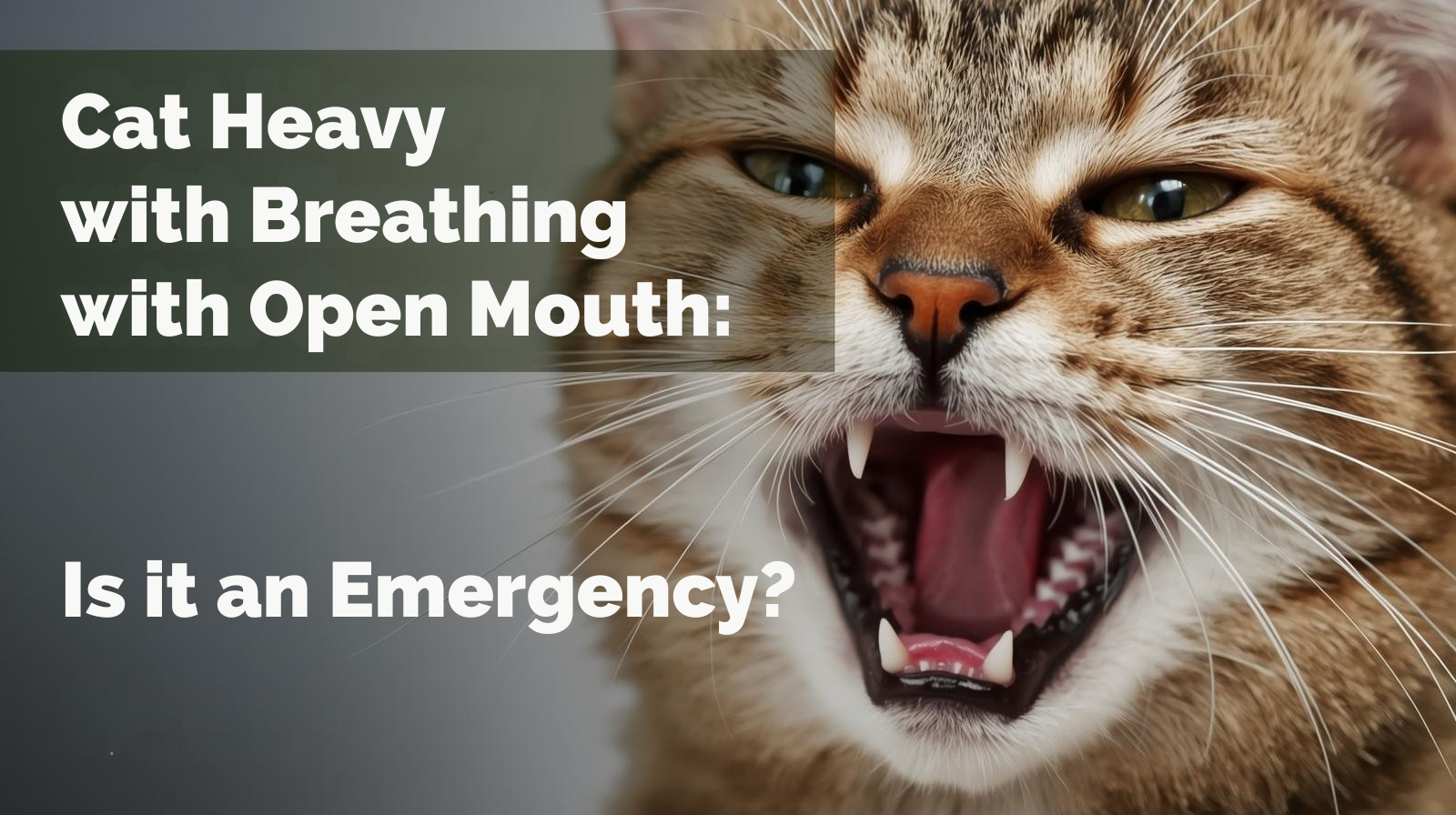 Cat Heavy Breathing with Open Mouth: Is It an Emergency?