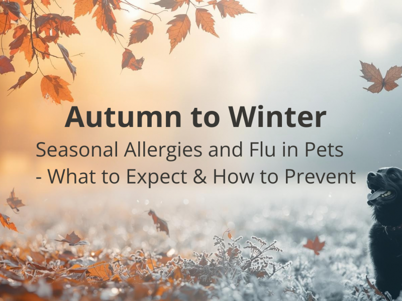 Autumn to Winter Seasonal Allergies and Flu in Pets What to Expect How to Prevent