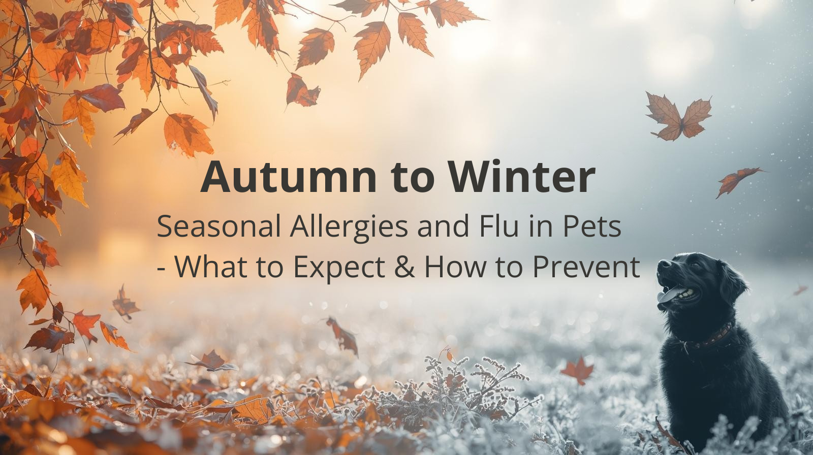 Autumn to Winter Seasonal Allergies and Flu in Pets What to Expect How to Prevent