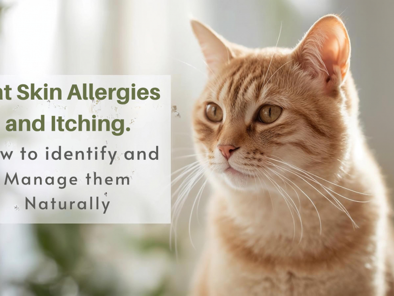 Cat Skin Allergies and Itching. How to identify and Manage in Naturally