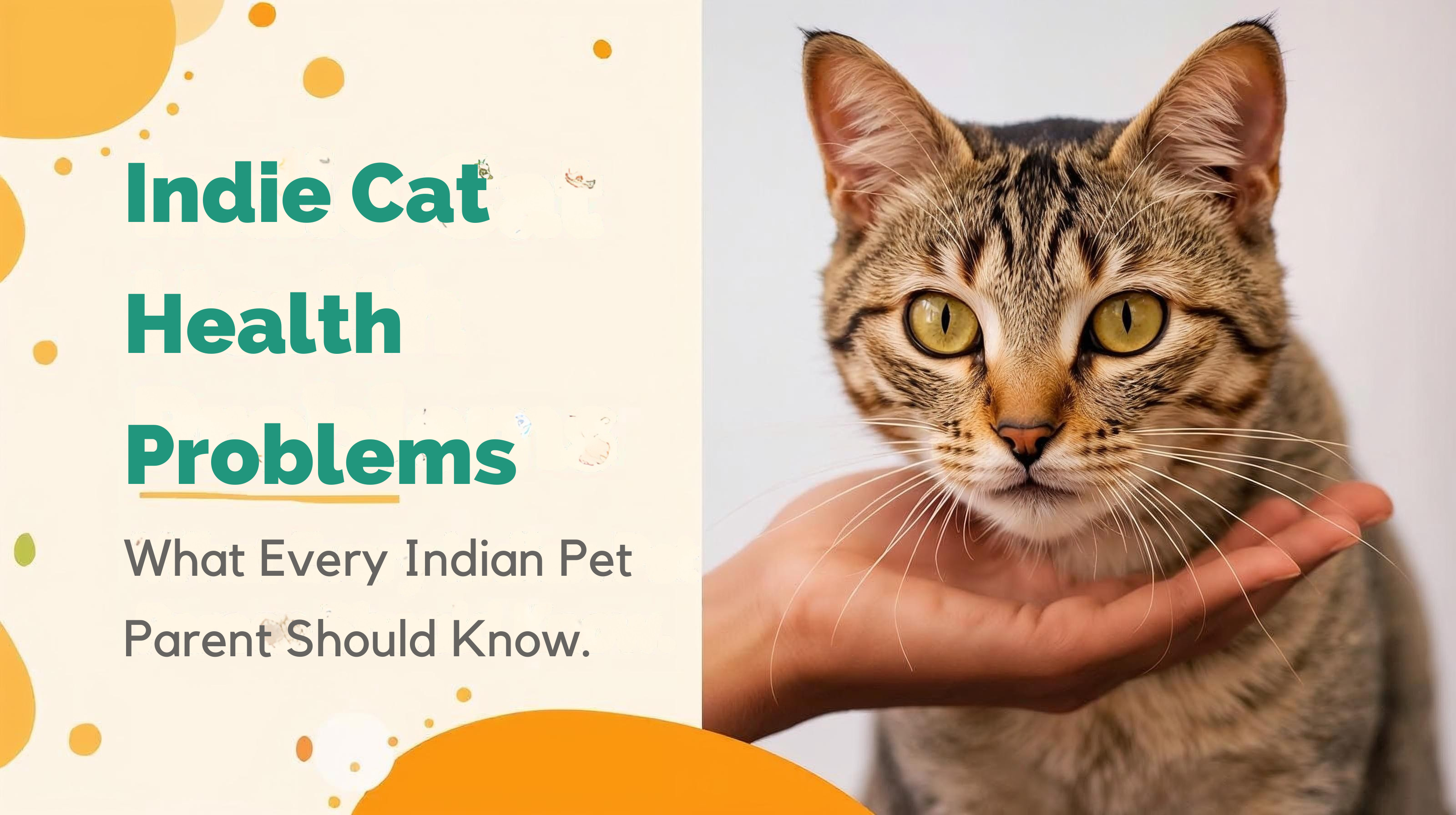 Indie Cat Health Problems What Every Indian Pet Parent Should Know.