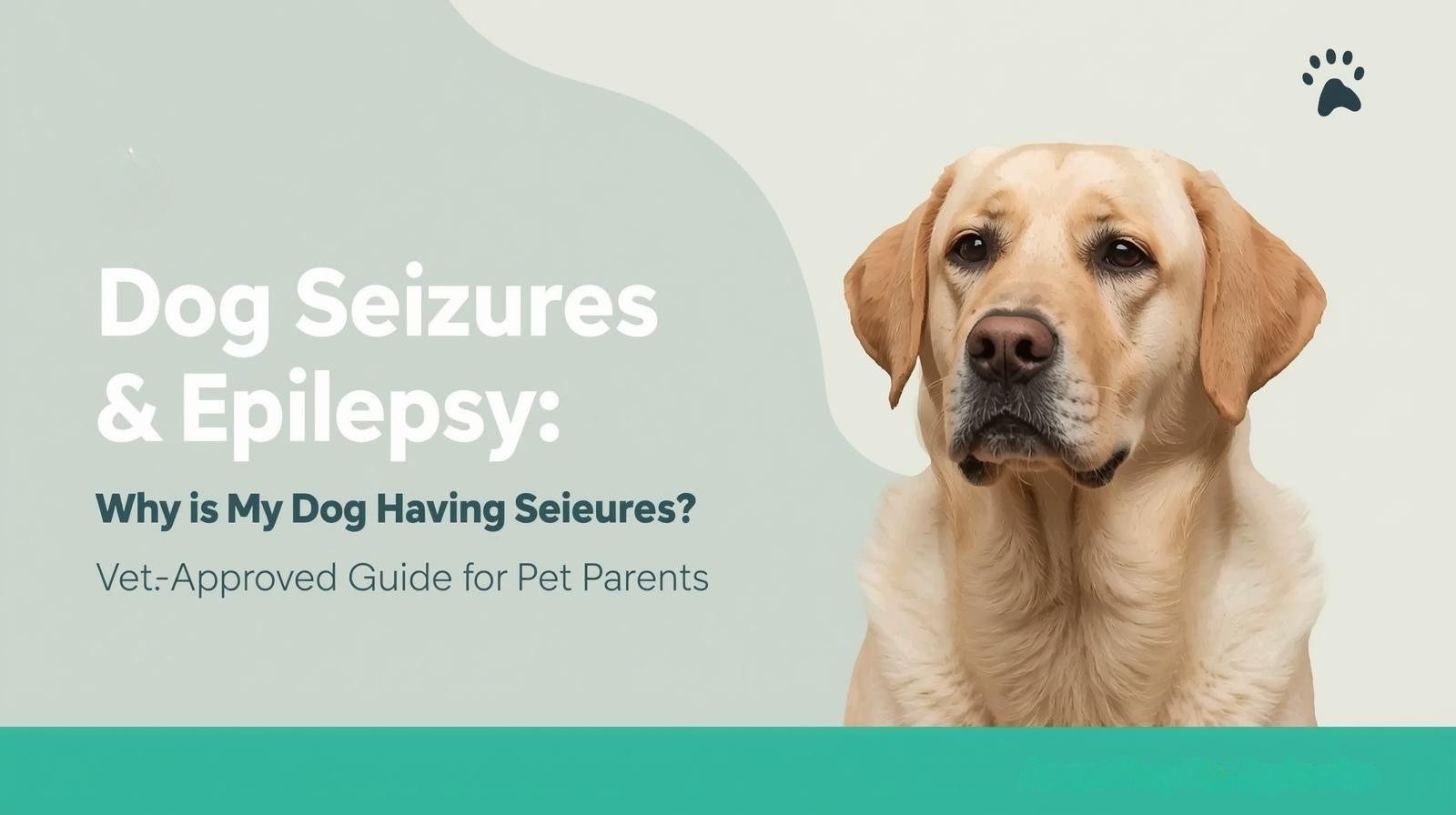 Dog Seizures & Epilepsy: Why Is My Dog Having Seizures? Vet-Approved Guide for Pet Parents