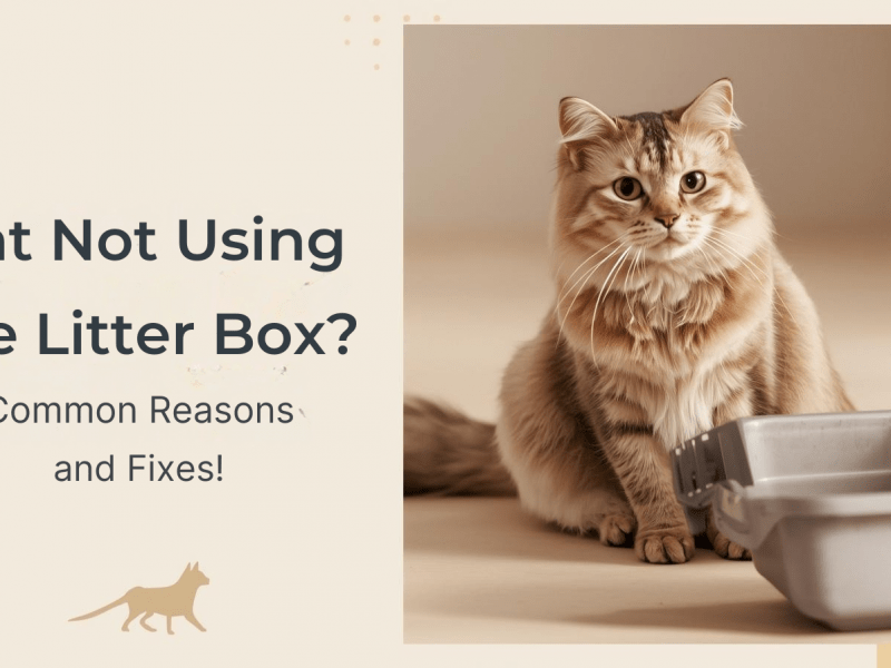 cat not using litter box sitting near litter tray