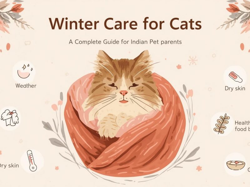 Winter Care for Cats_ Complete Guide for Indian Pet Parents (Cold Weather, Dry Skin, Diet & Grooming)