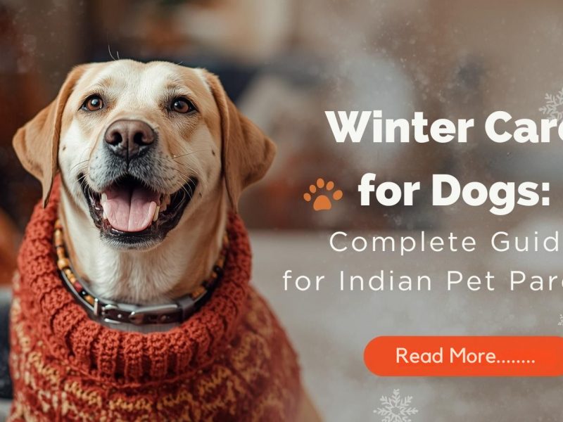 Winter Care for Dogs