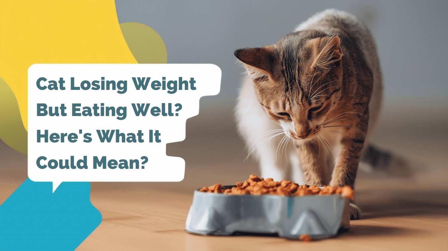 Cat Losing Weight but Eating Well? Here’s What It Could Mean ...