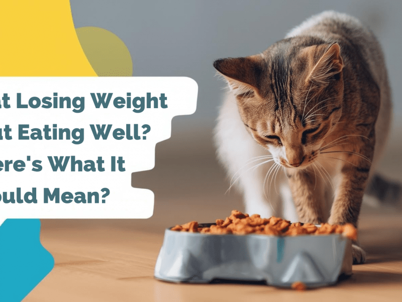 Cat Losing Weight but Eating Well? Here’s What It Could Mean