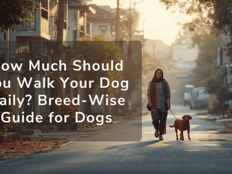 How Much Should You Walk Your Dog Daily Breed-Wise Guide for Dogs