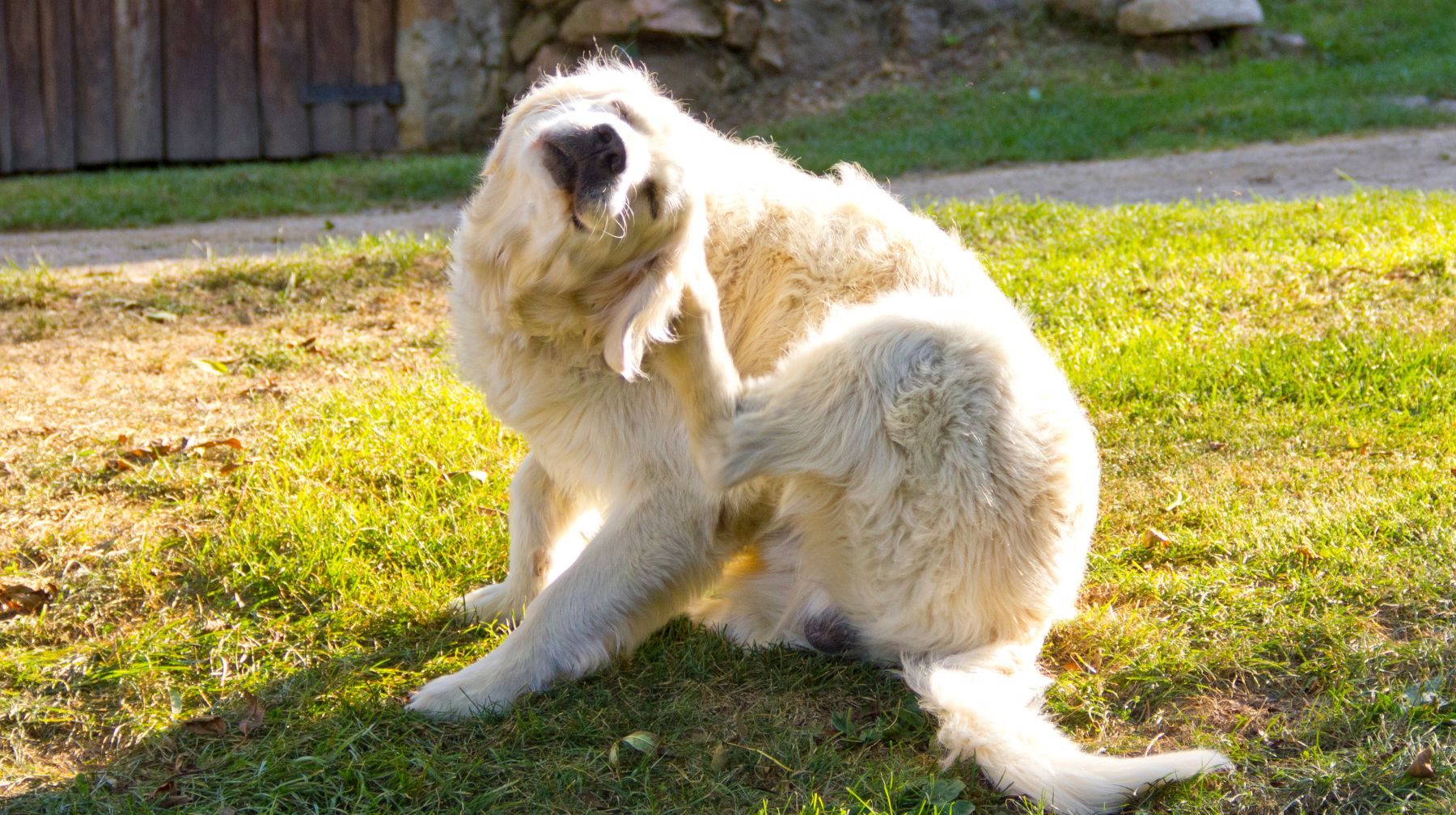 Dog scratching skin during winter