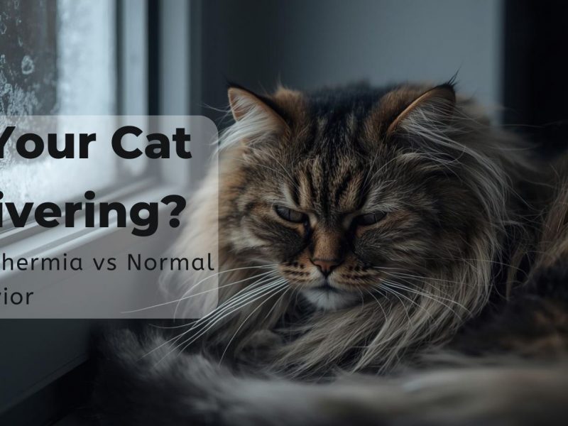 Is Your Cat Shivering Hypothermia vs Normal Behavior (2)