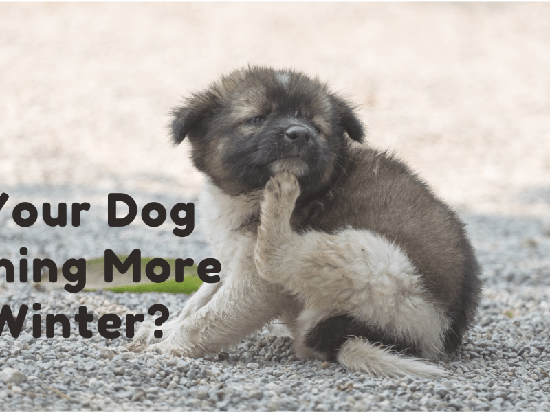 Is Your Dog Itching More in Winter