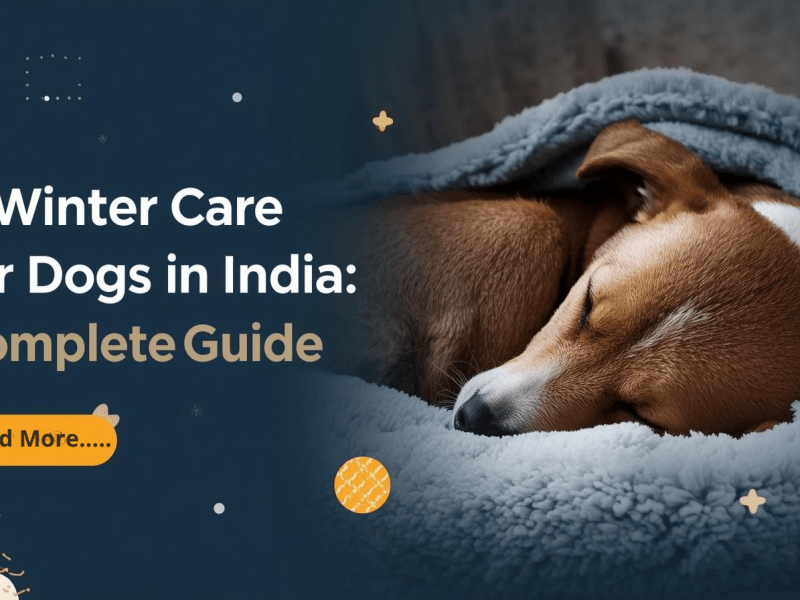 Winter Care for Dogs in India: Complete Guide for January