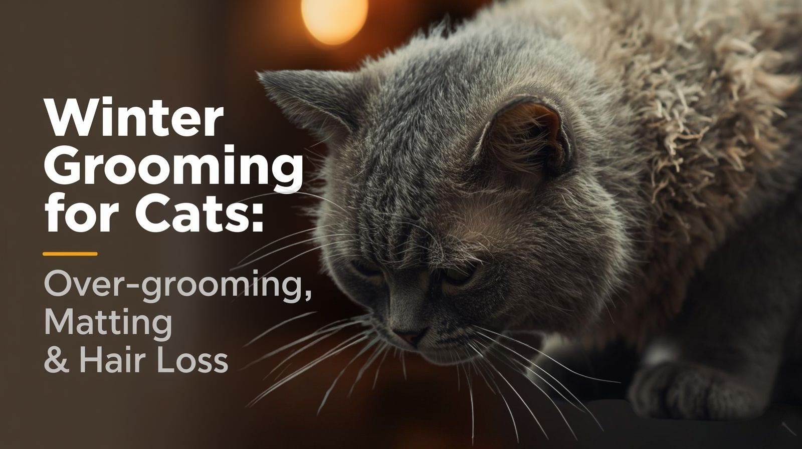 Winter Grooming for Cats: Over-Grooming, Matting & Hair Loss