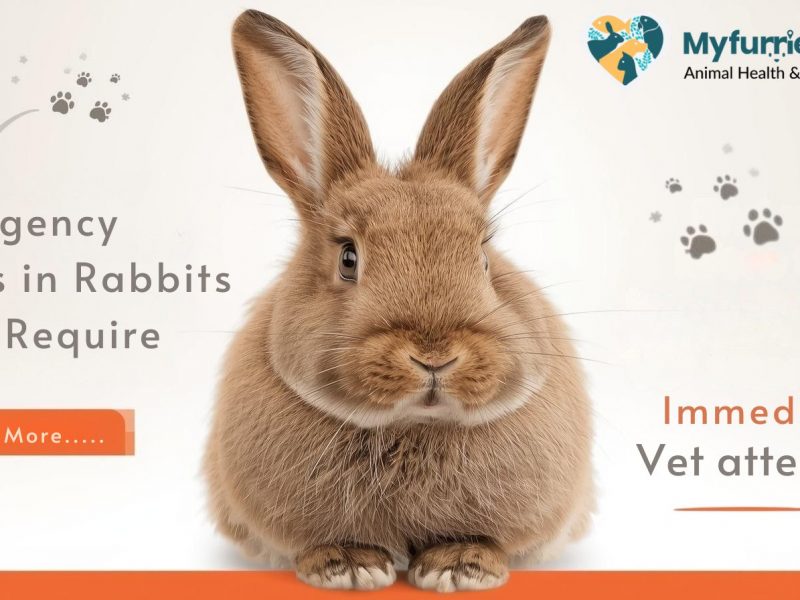 Emergency Signs in Rabbits That Require Immediate Vet Attention