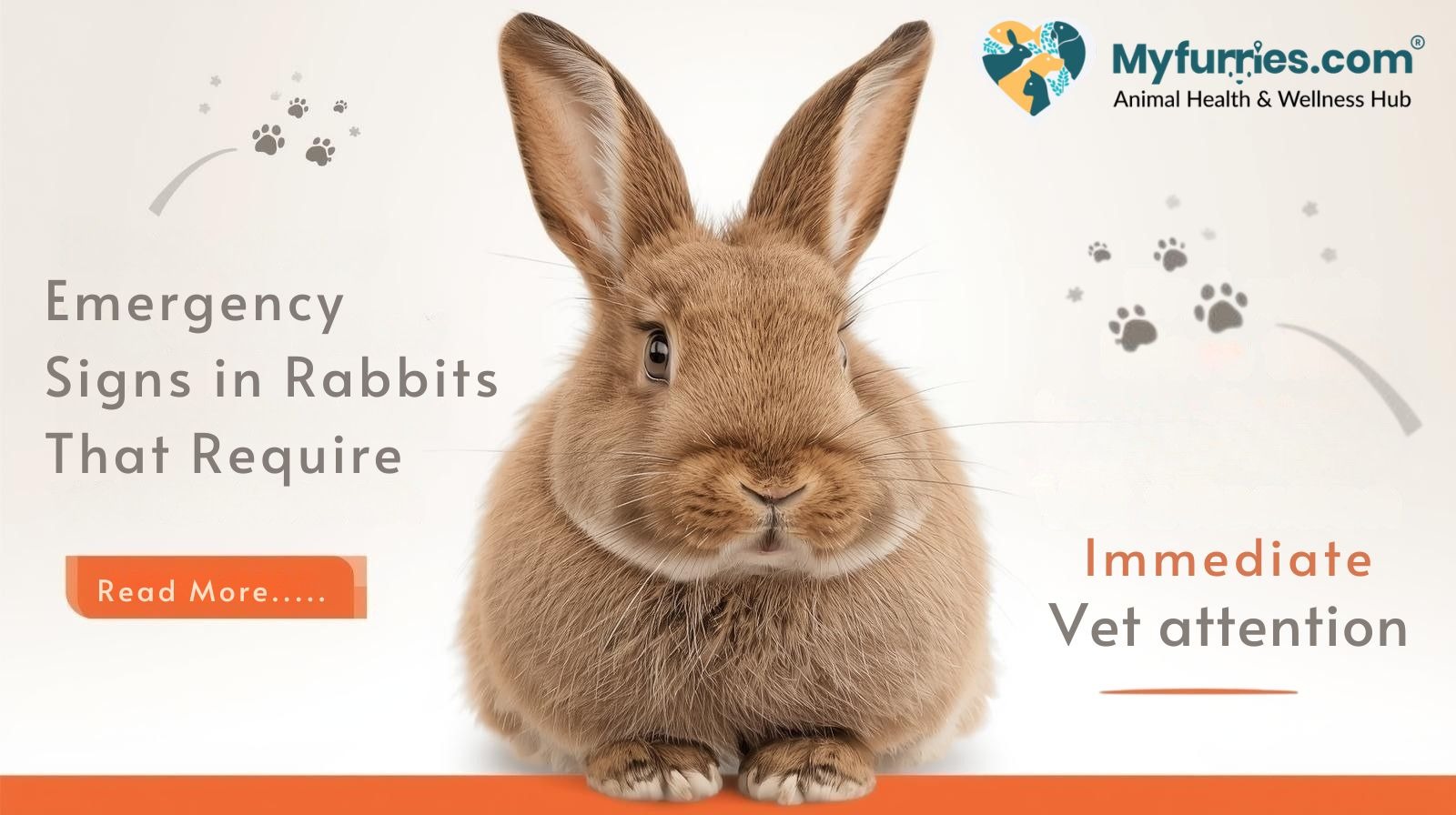 Emergency Signs in Rabbits That Require Immediate Vet Attention