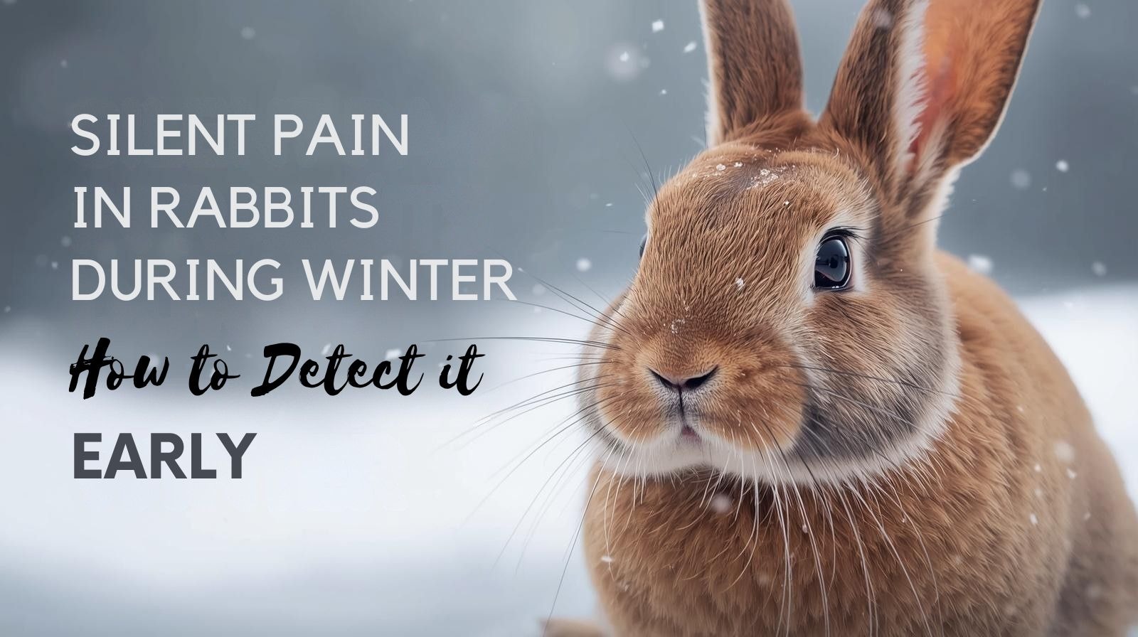 SILENT PAIN IN RABBITS DURING Winter How to Detect it Early