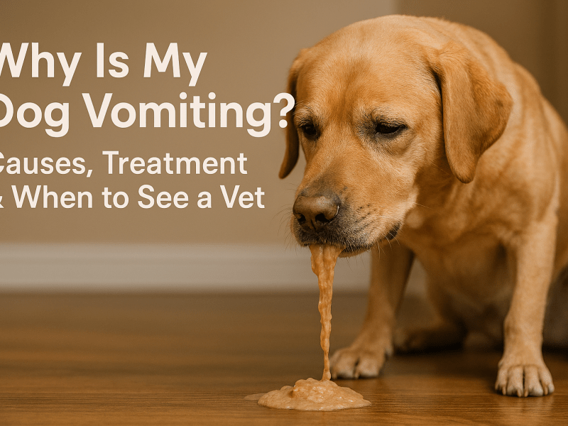 Why Is My Dog Vomiting? Causes, Treatment & When to See a Vet