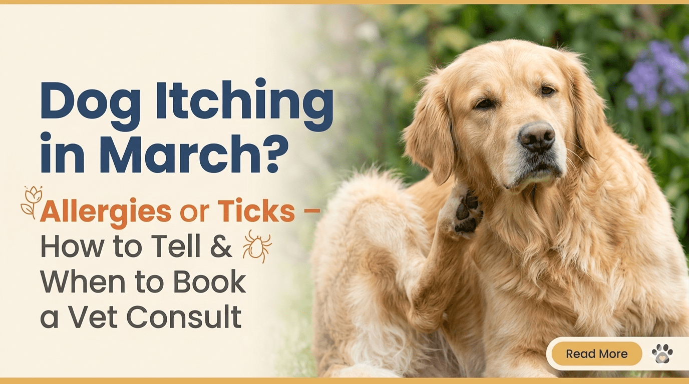 Dog Itching in March? Allergies or Ticks – How to Tell & When to Book a Vet Consult