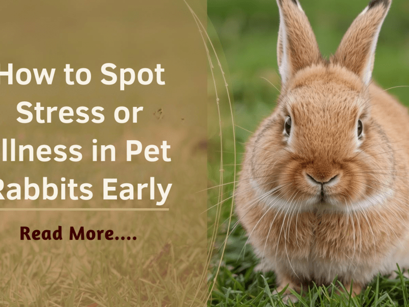 How to Spot Stress or Illness in Pet Rabbits Early