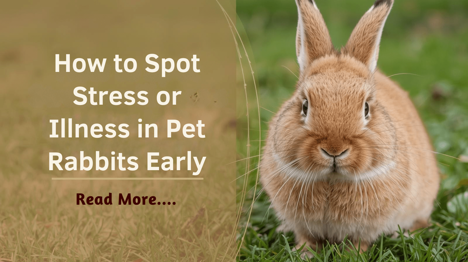 How to Spot Stress or Illness in Pet Rabbits Early