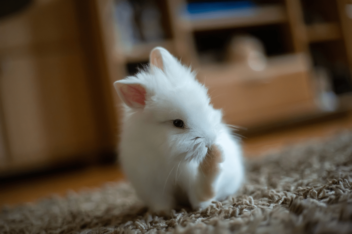 Cute domestic rabbit sitting on a rug looking at the camera