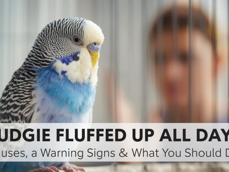 Budgie Fluffed Up All Day Causes, Warning Signs What You Should Do