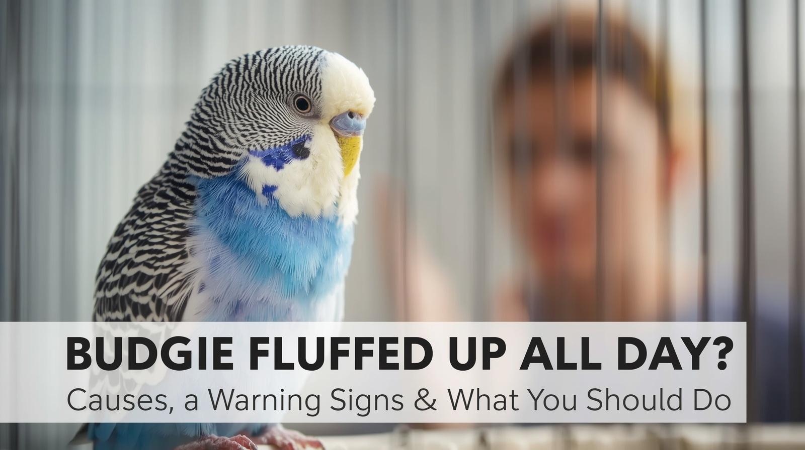 Budgie Fluffed Up All Day Causes, Warning Signs What You Should Do
