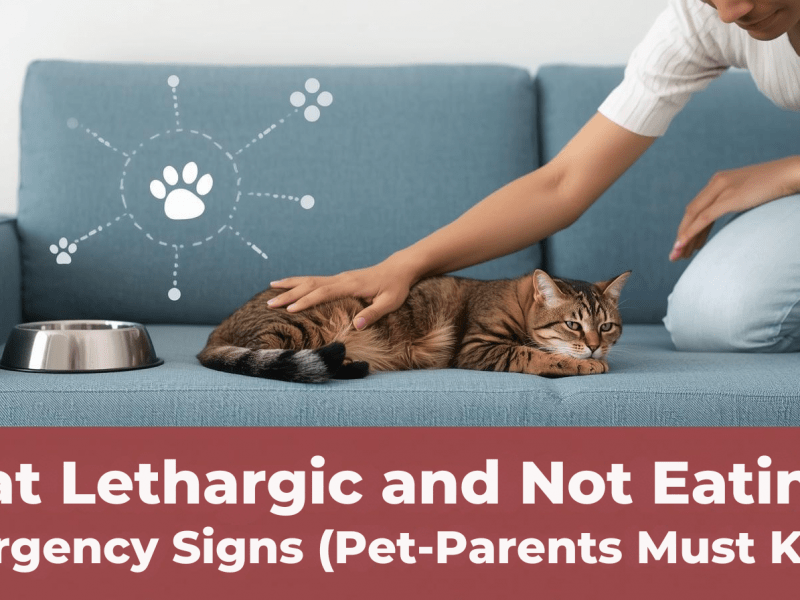 Cat Lethargic and Not Eating Emergency Signs (Pet-Parents Must Know)