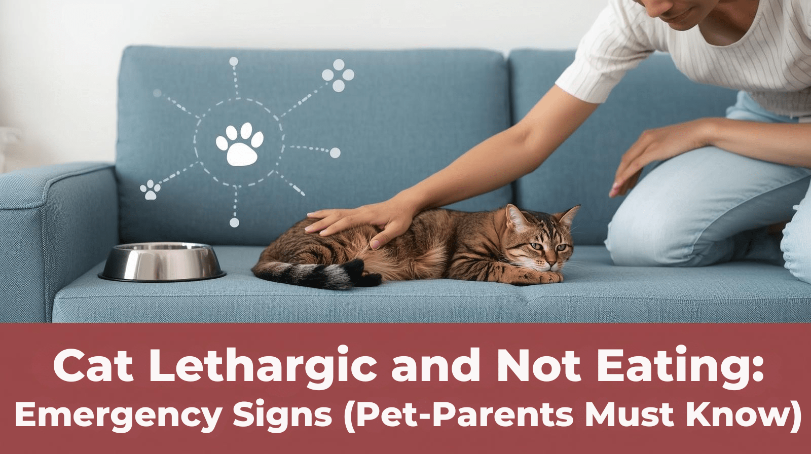Cat Lethargic and Not Eating Emergency Signs (Pet-Parents Must Know)