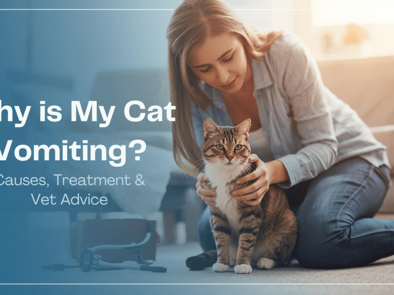 Why is My Cat Vomiting Causes, Treatment & Vet Advice