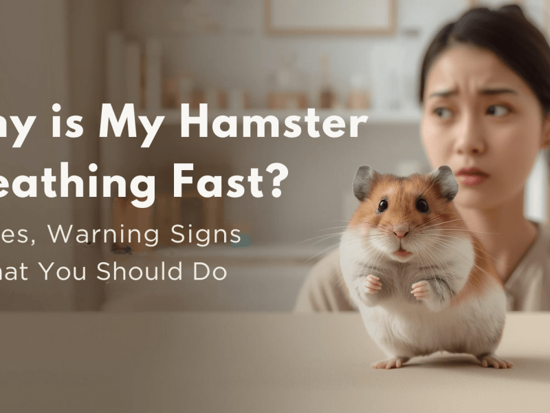 Why Is My Hamster Breathing Fast?