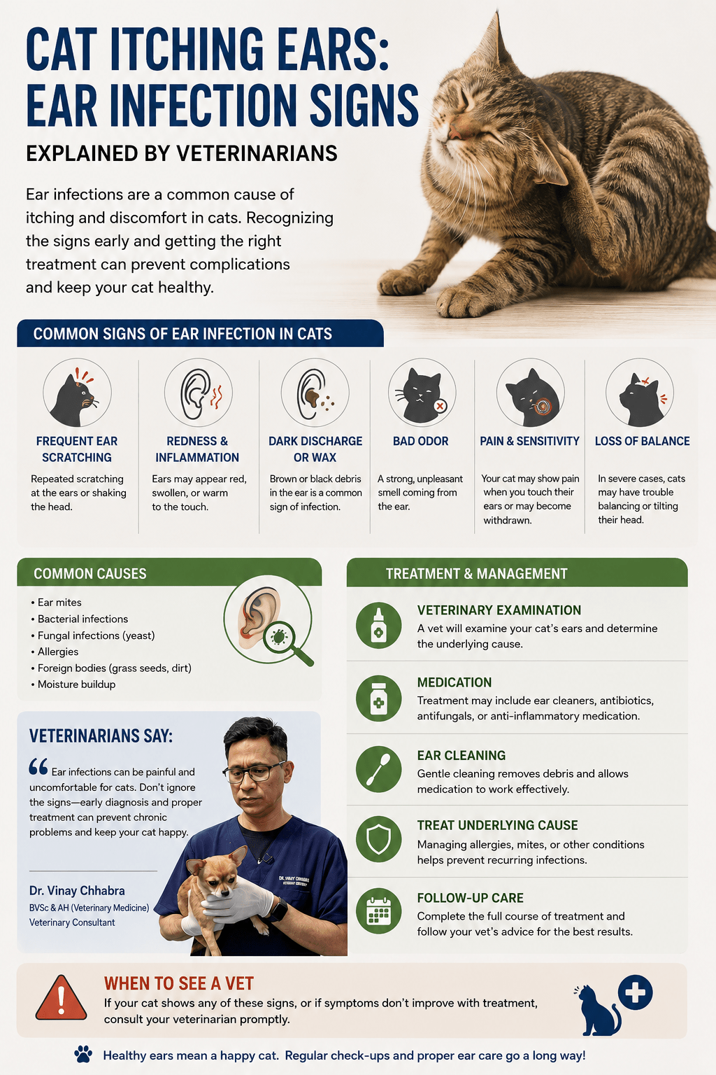 cat itching ears infection signs explained by veterinarians